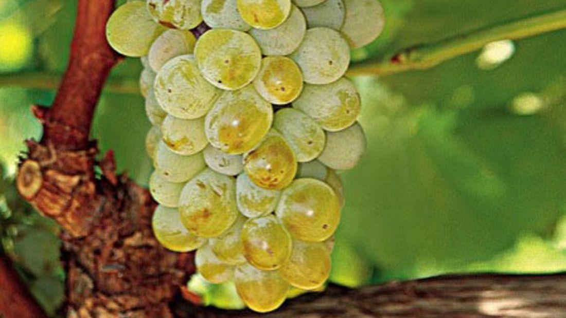 Retsina Dessert Wine Story: Verified by Culinary Wonderland