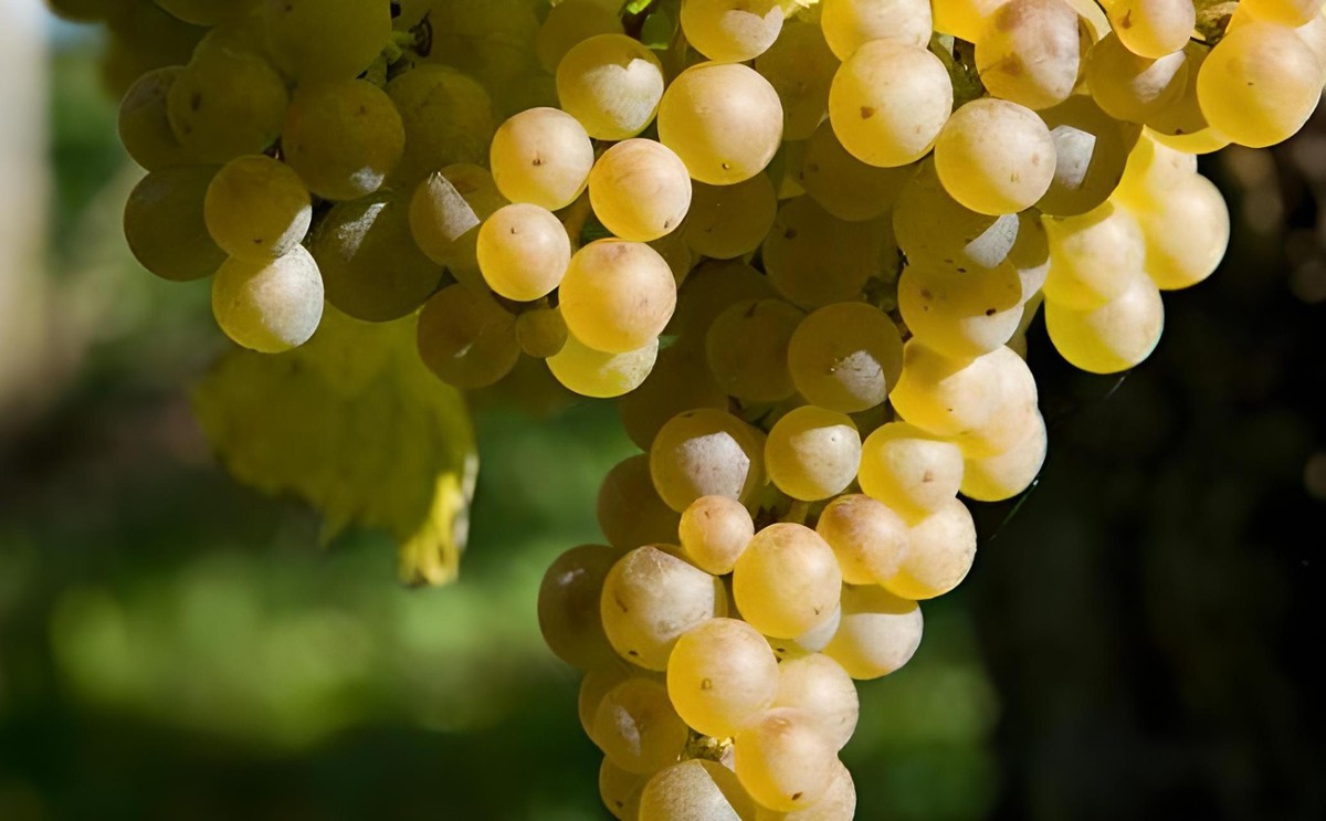 Petit Manseng Story Verified by Culinary Wonderland