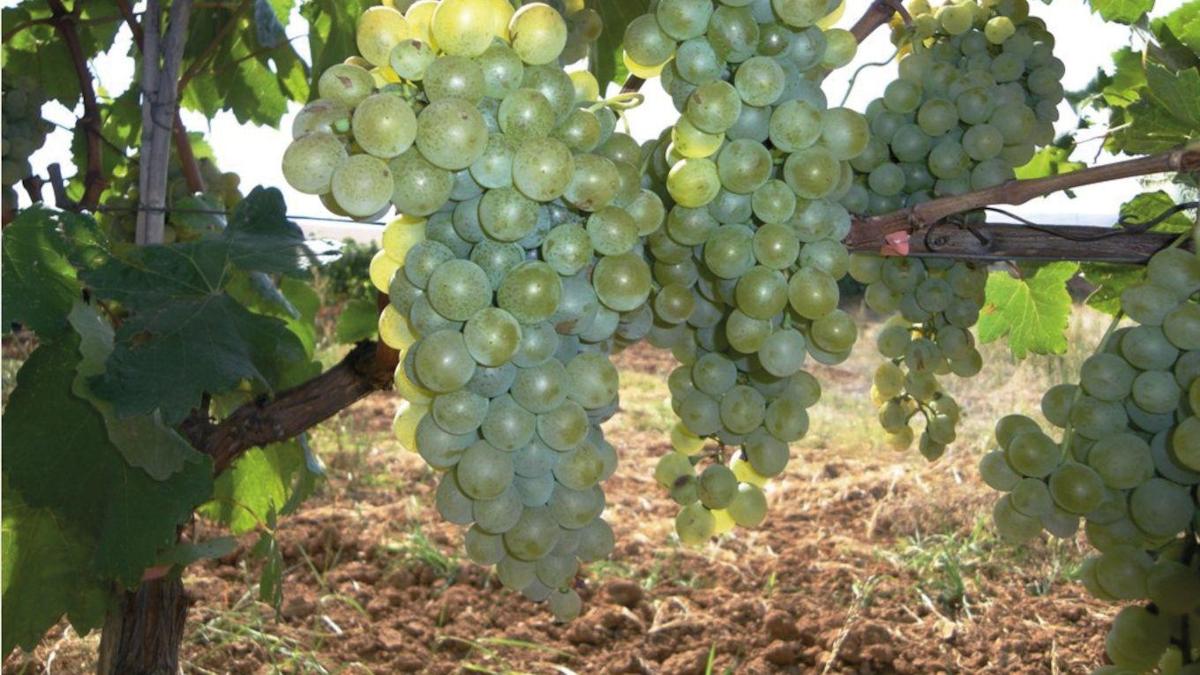 Malagousia Story Verified by Culinary Wonderland